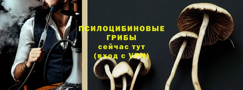 Псилоцибиновые грибы GOLDEN TEACHER  даркнет сайт  Мичуринск 